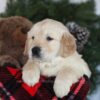 Image of Conner, a Golden Retriever puppy