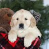 Image of Conner, a Golden Retriever puppy