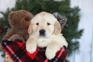 Image of Conner, a Golden Retriever puppy