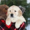 Image of Conner, a Golden Retriever puppy