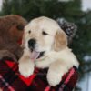 Image of Conner, a Golden Retriever puppy