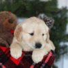 Image of Conner, a Golden Retriever puppy