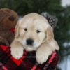 Image of Conner, a Golden Retriever puppy