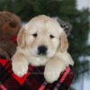 Image of Conner, a Golden Retriever puppy