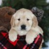 Image of Conner, a Golden Retriever puppy