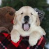 Image of Conner, a Golden Retriever puppy