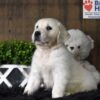 Image of Cooper, a Golden Retriever puppy