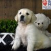 Image of Cooper, a Golden Retriever puppy