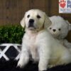 Image of Cooper, a Golden Retriever puppy