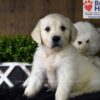 Image of Cooper, a Golden Retriever puppy