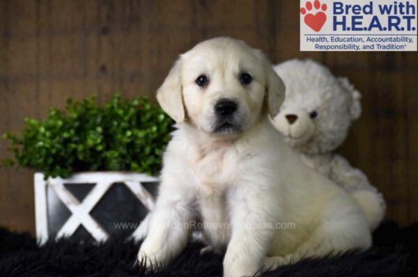 Image of Cooper, a Golden Retriever puppy