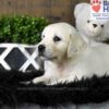 Image of Cooper, a Golden Retriever puppy