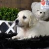 Image of Cooper, a Golden Retriever puppy