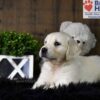 Image of Cooper, a Golden Retriever puppy