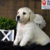 Image of Cooper, a Golden Retriever puppy