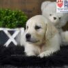 Image of Cooper, a Golden Retriever puppy