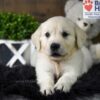 Image of Cooper, a Golden Retriever puppy