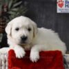 Image of Cupid, a Golden Retriever puppy