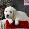 Image of Cupid, a Golden Retriever puppy