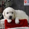 Image of Cupid, a Golden Retriever puppy