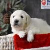 Image of Cupid, a Golden Retriever puppy