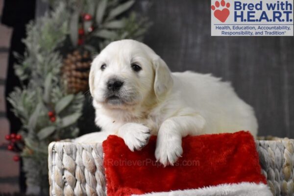 Image of Cupid, a Golden Retriever puppy