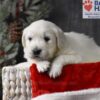 Image of Cupid, a Golden Retriever puppy