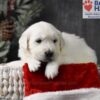 Image of Cupid, a Golden Retriever puppy