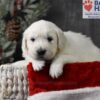 Image of Cupid, a Golden Retriever puppy