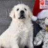 Image of Dancer, a Golden Retriever puppy