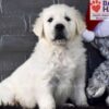 Image of Dancer, a Golden Retriever puppy