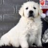 Image of Dancer, a Golden Retriever puppy