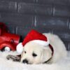 Image of Blitzen, a Golden Retriever puppy