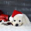 Image of Blitzen, a Golden Retriever puppy