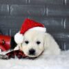 Image of Blitzen, a Golden Retriever puppy