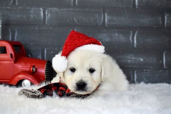 Image of Blitzen, a Golden Retriever puppy