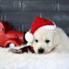 Image of Blitzen, a Golden Retriever puppy