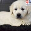 Image of Dancer, a Golden Retriever puppy