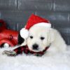 Image of Blitzen, a Golden Retriever puppy