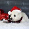 Image of Blitzen, a Golden Retriever puppy