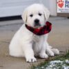 Image of Dancer, a Golden Retriever puppy