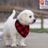 Image of Dancer, a Golden Retriever puppy