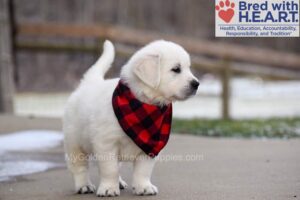 Image of Dancer, a Golden Retriever puppy