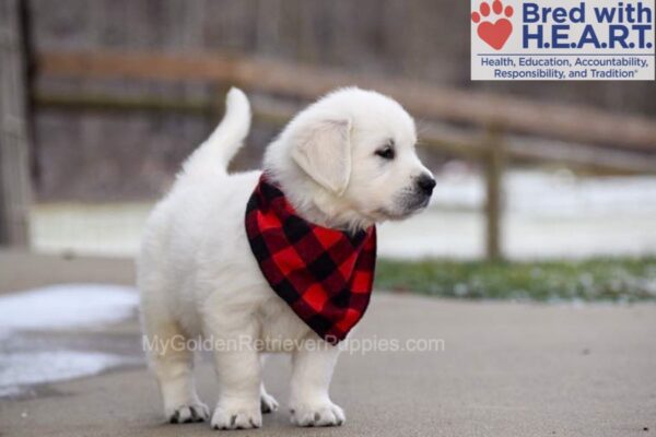 Image of Dancer, a Golden Retriever puppy