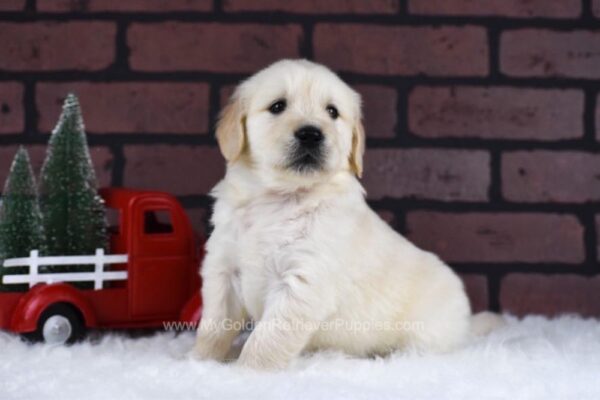 Image of Dallas, a Golden Retriever puppy