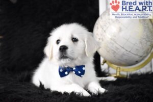 Image of Dasher, a Golden Retriever puppy