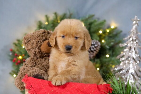 Image of Dasher, a Golden Retriever puppy