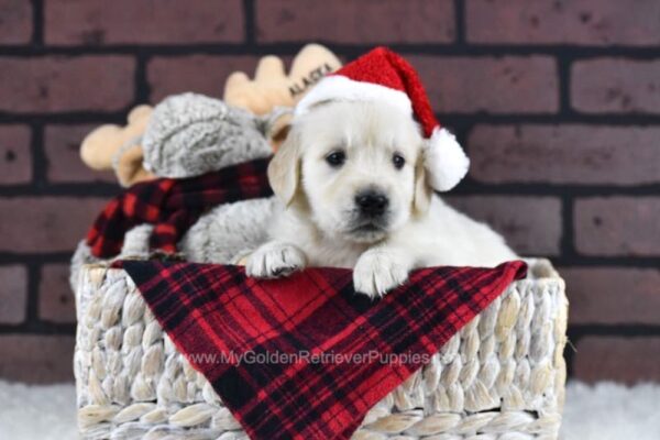 Image of Delta, a Golden Retriever puppy