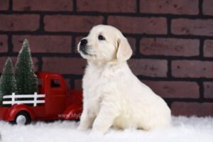 Image of Destiny, a Golden Retriever puppy