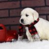 Image of Destiny, a Golden Retriever puppy